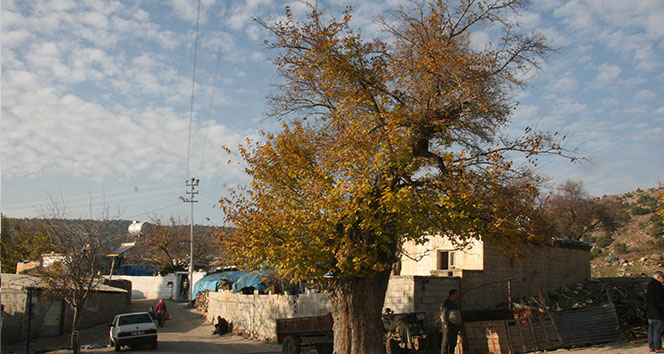 500 yaşında olduğu tahmin edilen dut ağacı koruma altına alındı