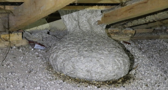 Apartmanın çatısında bulundu! Herkesi şaşırttı…