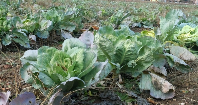 Satılamayan lahanalar tarlada kaldı