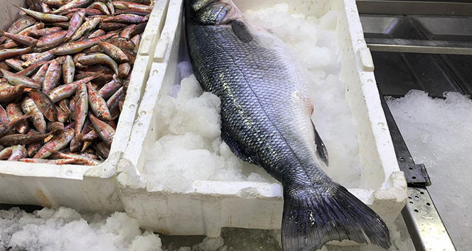 5 kiloluk levrek, 500 liradan satılıyor