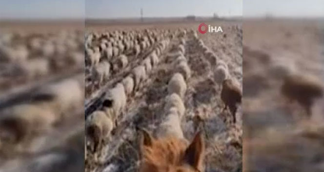 Çinli çobandan şaşırtan eğitim