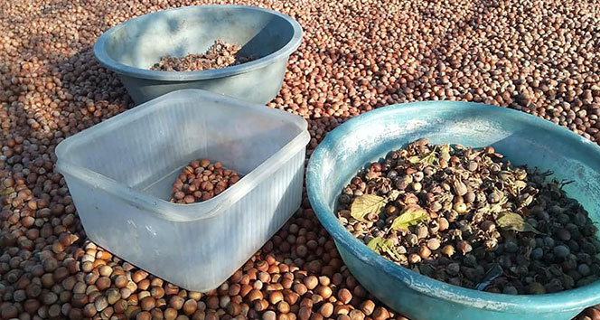 Fındık fiyatları 2 ayda 14 liradan 20 liraya yükseldi