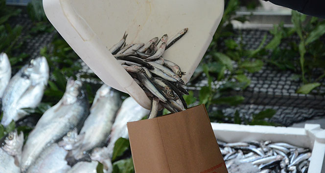 Gürcistan hamsisi tezgahları süslüyor