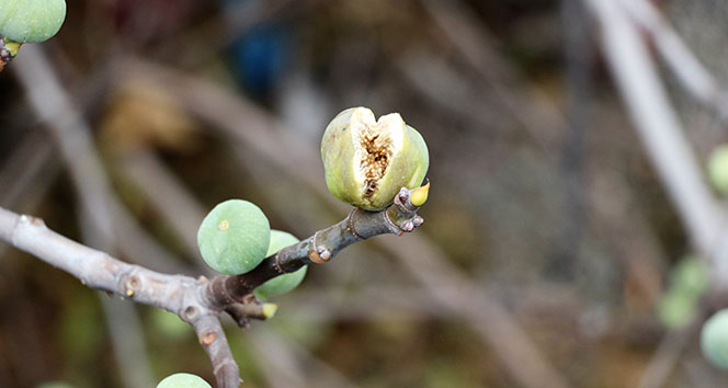 İncir ağacı kış ortasında meyve verdi