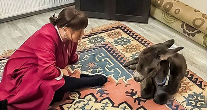 Sezen Aksu sahiplendiği sıpaya, yalısının kapılarını açtı
