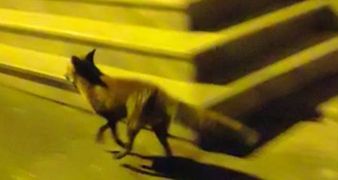 Sokaklarda tilki gören vatandaşlar şaşkına döndü