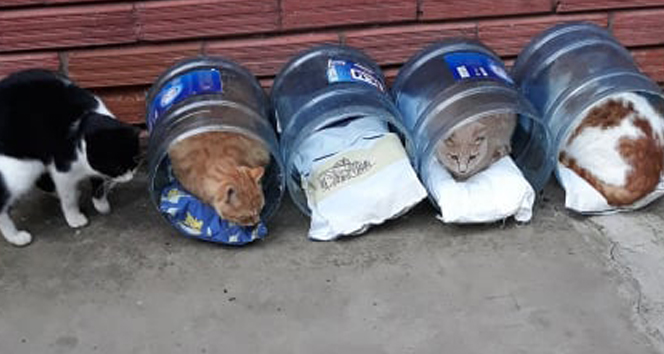 Su damacanalarından sokak hayvanlarına yuva yaptılar