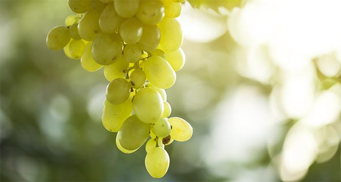 Üzüm için sigorta zamanı