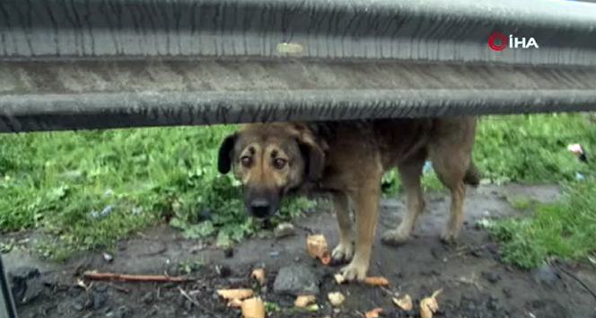 Başıboş köpekler yürek sızlattı