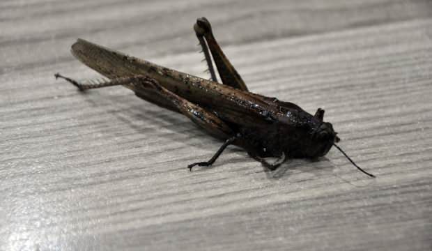 İran’ı istila eden çekirge Yüksekova’da da görüldü