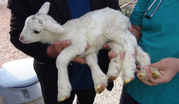 Mersin’de şaşırtan olay! Bu halde doğdu
