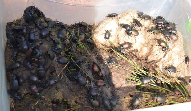 Ormana salınan böcekler korku salıyor!