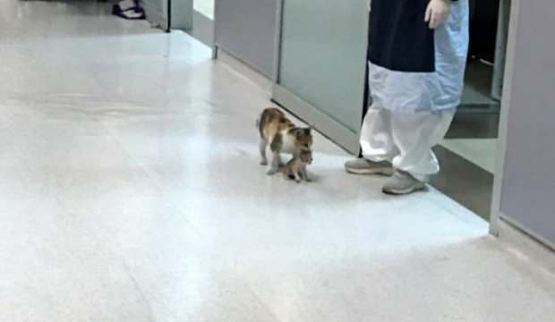 Anne yüreği dedirtti: Hasta yavrusunu ağzında acile taşıdı