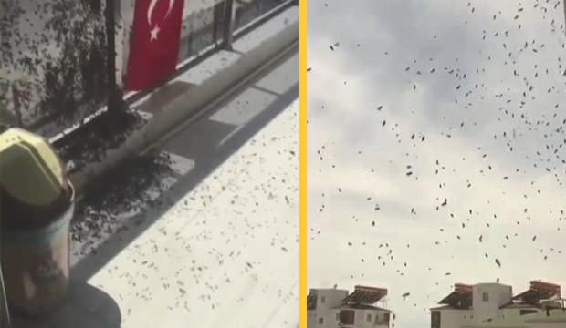 Antalya’da korkutan arı istilası