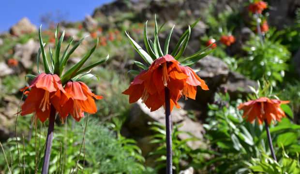 Baharın müjdecisi ters laleler açtı
