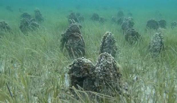 Çanakkale Boğazı’nda ‘Pina’ mezarlığı!