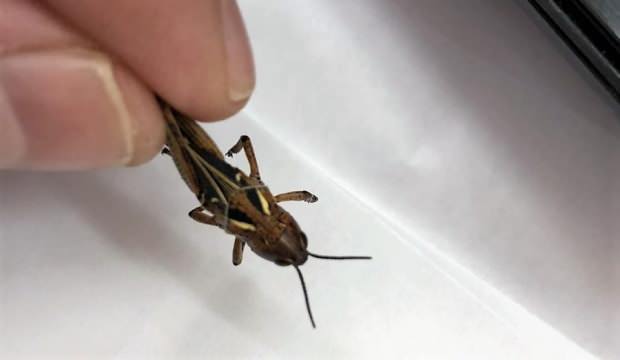 Çekirge istilası uyarısı: Önlemler alınmalı