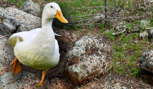 Çekirge istilasına karşı uzmanlardan ördek tavsiyesi