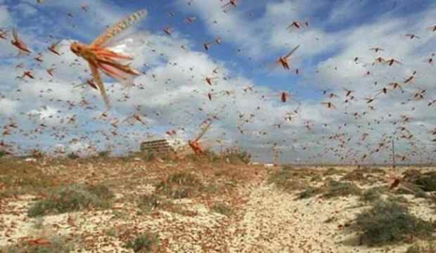 İran’da 6 eyalette daha çekirge istilası