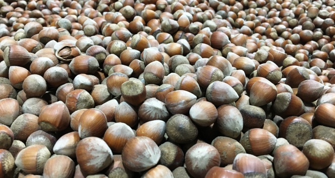 Korona Türk fındığına yaradı