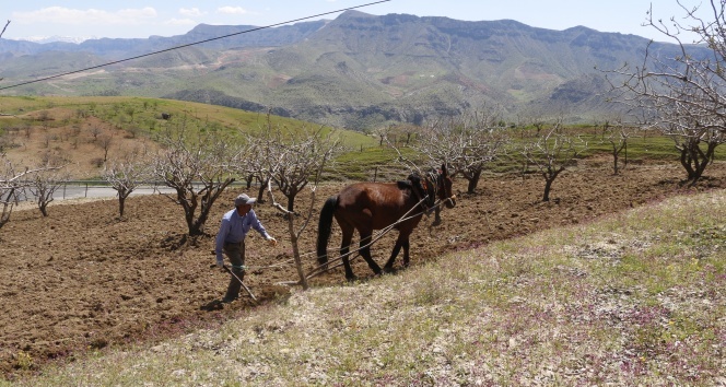 Korona virüs bağ sahiplerini vurdu