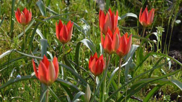Manisa laleleri erken açtı, koparmanın cezası 73 bin lira