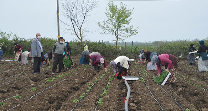 Tarım işçileri korona virüs gölgesinde mesai yapıyor