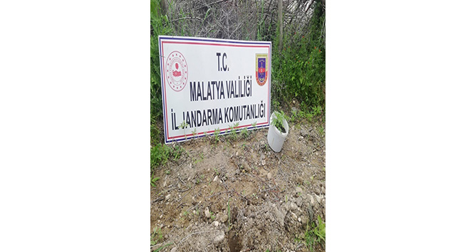 750 kök kaçak kenevir bitkisi ele geçirildi