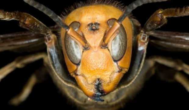 ABD’de ilk kez tespit edildi! Şimdi de Vespa Mandarinia ortaya çıktı