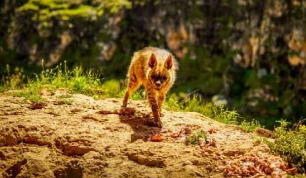 Adıyaman’da çizgili sırtlan görüntülendi