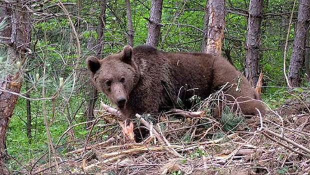 Ankara’da ayı saldırısında öldü! Korkunç olay…