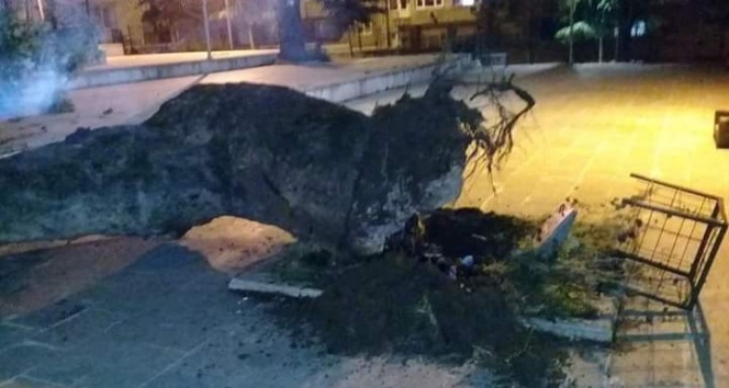Asırlık çınar devrildi