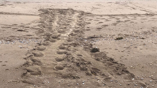 Bakan Kurum: İztuzu’nda caretta carettaların yuvaları görüldü