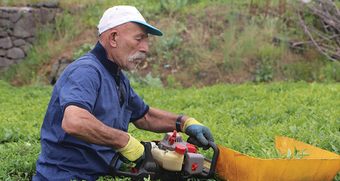 Benzinli çay toplama motorları yasaklandı