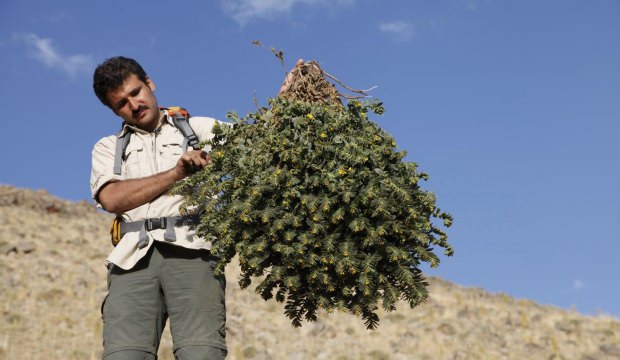 Bitkisel yöntemler koronavirüs salgınına karşı umut oldu