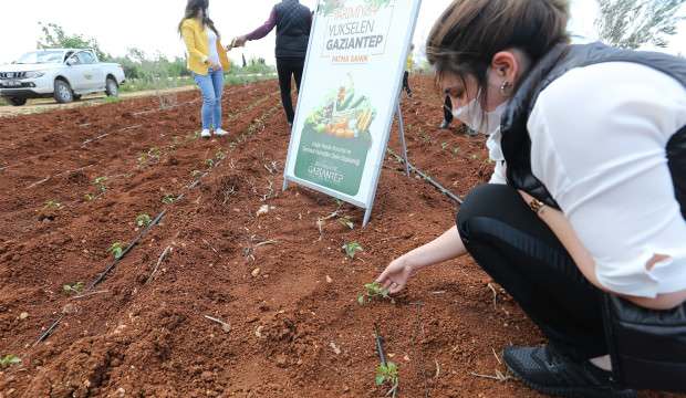 Büyükşehir’in çiftçilere sağladığı fideler toprakla buluştu!