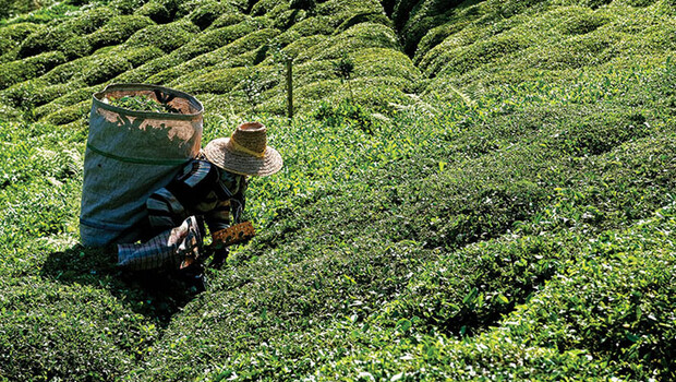 Çay üreticileri nasıl izin belgesi alacak? Bakanlık detayları açıkladı