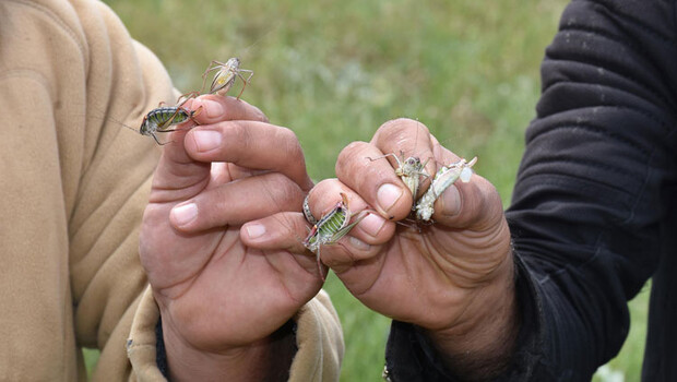 Çekirge istilasına karşı hamle! Harekete geçildi