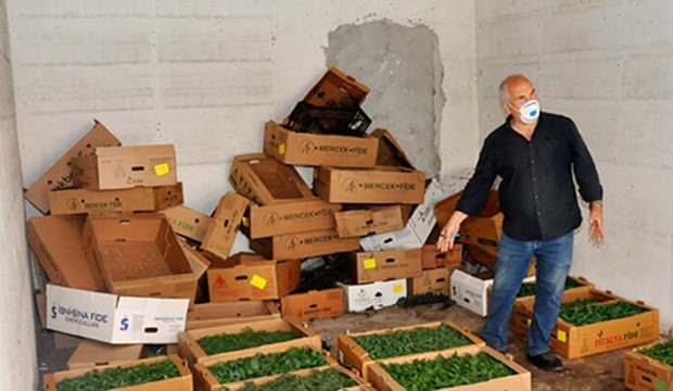 Corona virüs sonrası fide satışları arttı