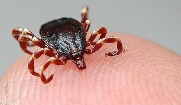 Covid-19 şüphesiyle hastaneye gitti Kırım Kongo çıktı