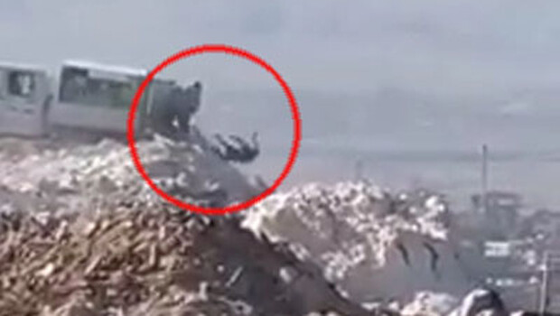 Denizli’deki çöplükte infial yaratan görüntüler!