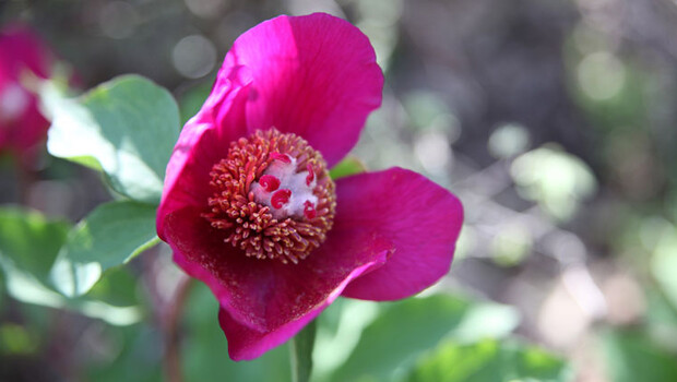Dikkat! Bu çiçeği koparmanın cezası 60 bin TL!