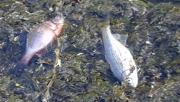 Düzce’de korkutan görüntü! Ölü balıklar…