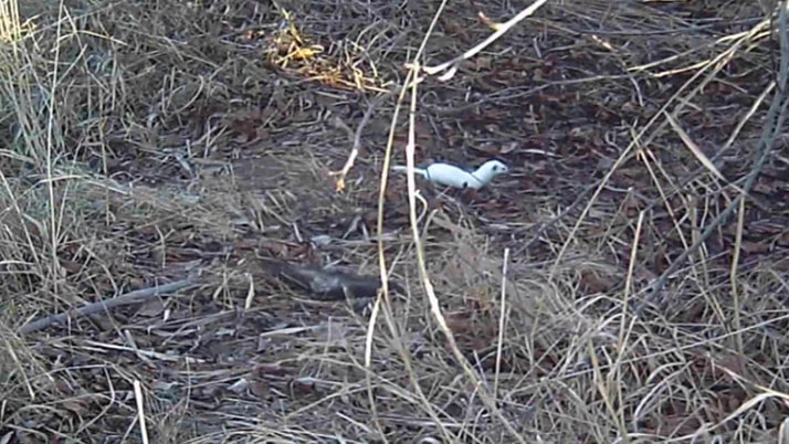 Erzincan’da ‘beyaz gelincik’ fotokapanla görüntülendi