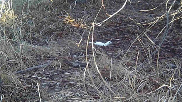 Erzincan’da ‘beyaz gelincik’ görüntülendi