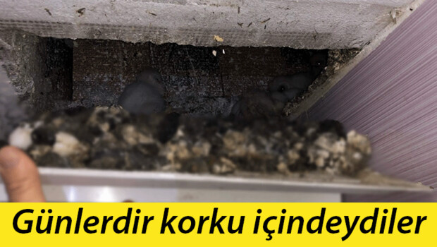 Esrarengiz sesin kaynağı belli oldu