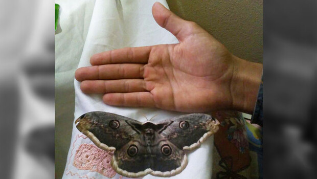 Görenler gözlerine inanamıyor! 16 santimetrelik kelebek!