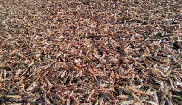 Hindistan, çekirge istilasıyla mücadele ediyor