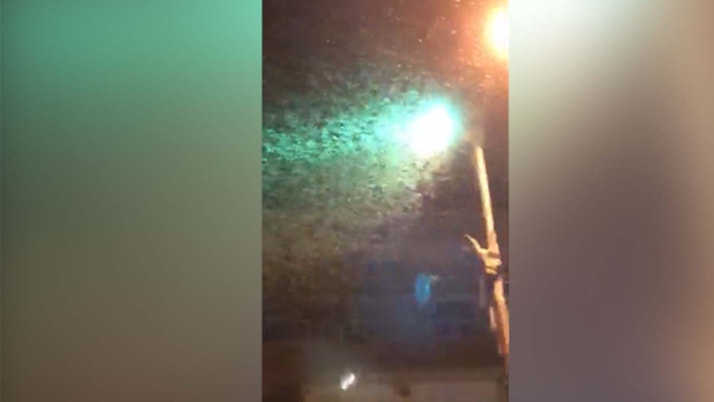 İnanılmaz görüntü! Lübnan böcek saldırısı altında