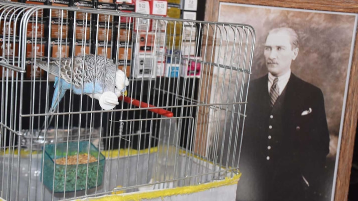 İzmir’de muhabbet kuşu ‘Atatürk’ü çok seviyorum’ diyor